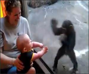 Baby And Chimp Friends Video