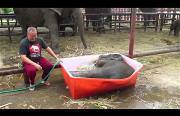 baby elephant bath Funny Video