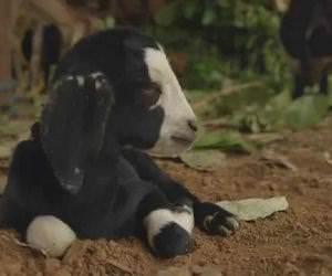 Baby Goat Sneeze Attack Funny Video