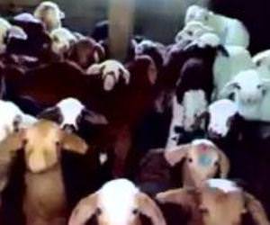 Baby Goats Talking Back Funny Video