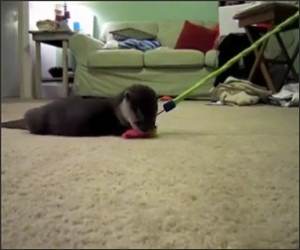 Baby Otter Playing Video