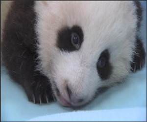 Cute Panda Funny Video