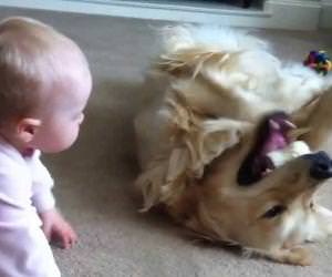 baby taking bone from golden retriever Funny Video