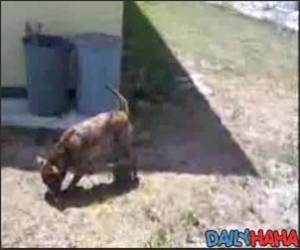 Back Flipping Dog Funny Video