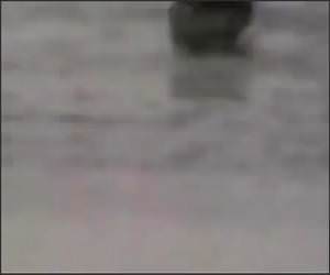 Backflip Belly Flops Funny Video