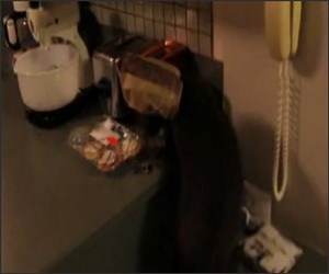 Bag Head Cat Funny Video