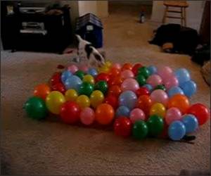 Balloon Popping Dog