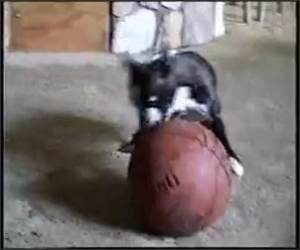 Basketball Dribbling Dog Funny Video