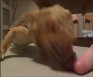 Bearded Dragon Vs Grape Video