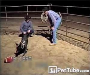 Best Listening Dog Funny Video