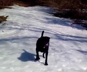 black lab really loves the snow Funny Video