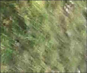 BMX chick Tricks Video