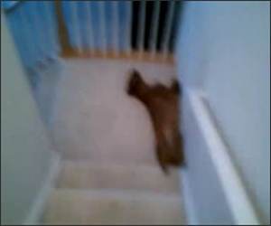  Funny Video, Boxer loves stairs