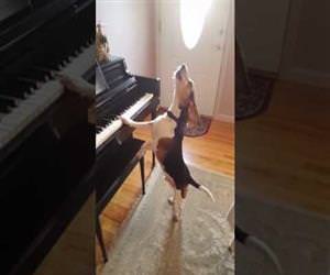 buddy the beagle playing piano Funny Video