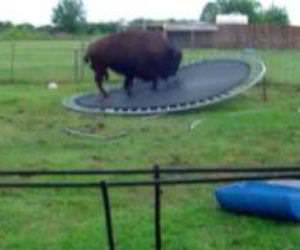 buffalo jumps on trampoline Funny Video