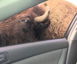 buffalo kisses Funny Video