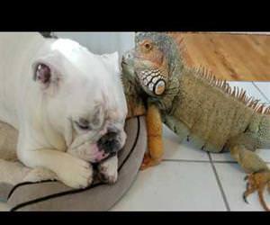 bulldog and iguana are best of friends 