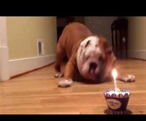 bulldog birthday cake Funny Video