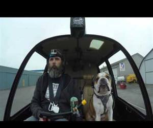 bulldog co pilot Funny Video