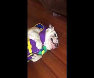 bulldog hates life vest Funny Video