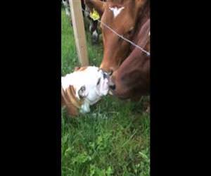 bulldog meeting some cows Funny Video
