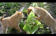 cabbage patch puppies Funny Video