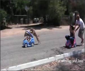 Car Push : Humans Vs Dogs Funny Video