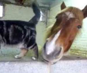 Cat and Horse are Friends Funny Video