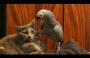 cat being annoyed by a parrot Funny Video