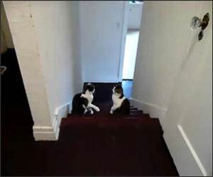 Cat Boxing Match Funny Video