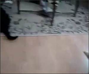 Cat can Catch Funny Video