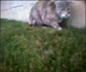 Cat Cam Cat Fight Funny Video