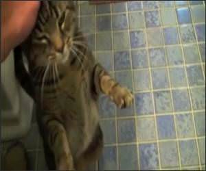 Cat does Dog Tricks Video