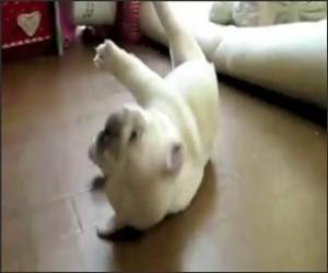 Cat Dog Mashup Funny Video