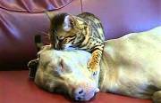 cat dog massage Funny Video