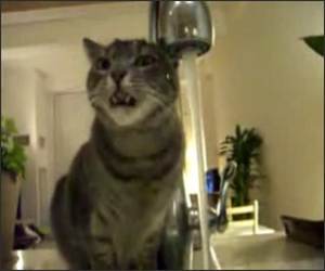 Cat Drinking from Sink Funny Video
