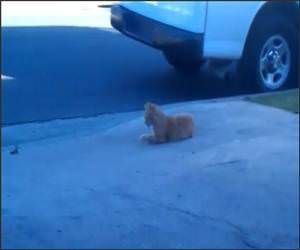 Ice Cream Funny Video