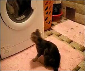 Cat and Washing Machine Funny Video