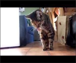 Cat Hairball Techno Funny Video