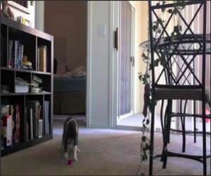 Cat Hates Guitars Funny Video