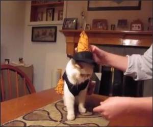 Cat hates Costume Funny Video