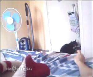 Cat Hates the peace sign Funny Video