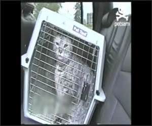 Cat Hates the Vet Funny Video