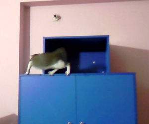 cat jump fails compilation Funny Video