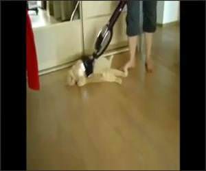 Cat Loves Being Vacuumed Video