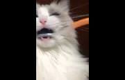 cat malfunctions when teeth brushed Funny Video