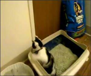 Cat Pees Standing Up Video