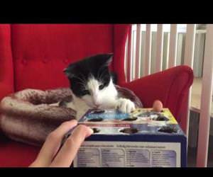 cat playing whack a finger Funny Video