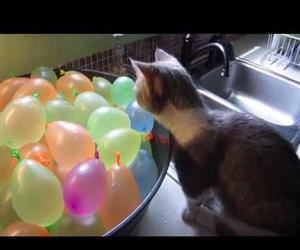 cat popping water balloons Funny Video
