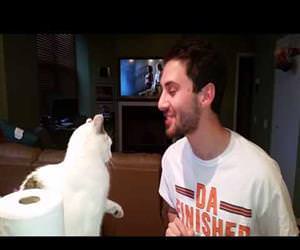 cat punches owner in face Funny Video